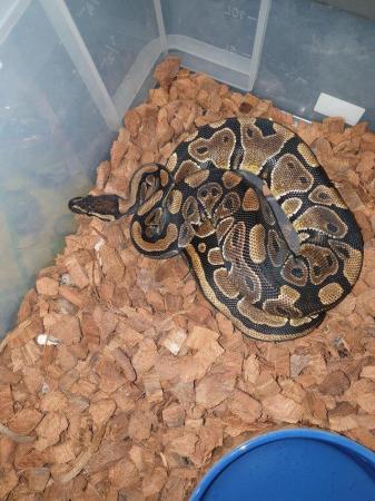 Image 1 of Royal pythons ready for homes normal female and others