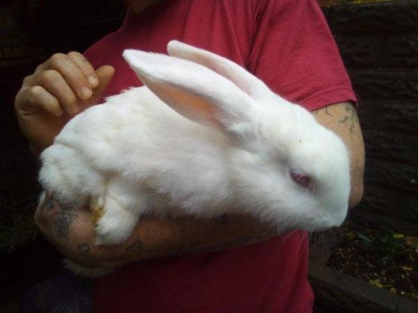 Image 4 of New Zealand White Pure Bred Large Rabbits