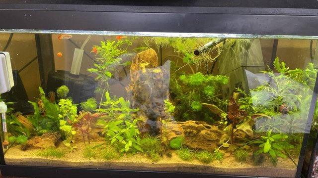 Image 3 of Full planted community fish tank