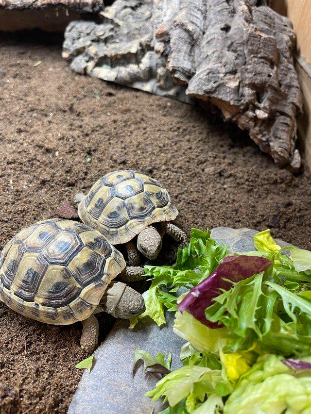 Preview of the first image of Various baby tortoises at Urban Exotics.