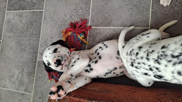 Image 10 of Stunning pedigree KC registered dalmatian puppies, black and