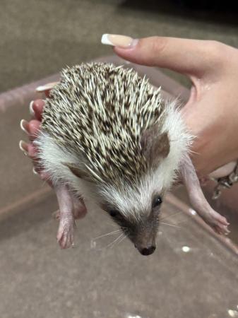 Image 16 of African Pygmy Hedgehog for sale with set up