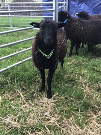 Image 2 of Ouessant wethers black and caramel