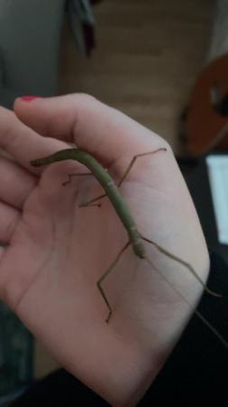Image 1 of Indian stick insects sold
