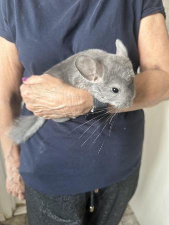 Image 6 of Beautiful Chinchillas for Sale