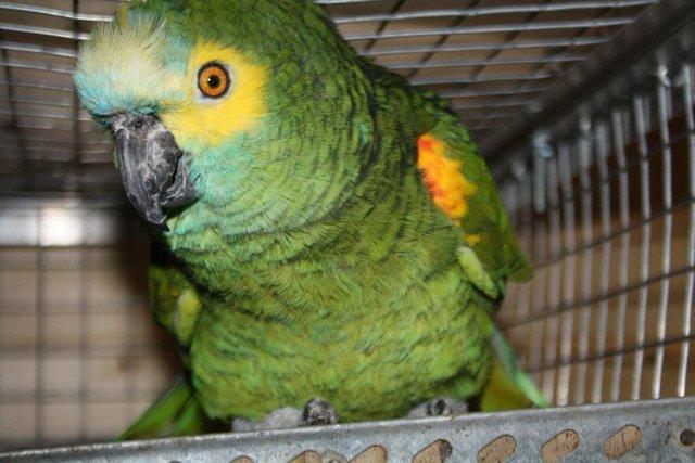 Image 1 of We Offer a home to problem parrots