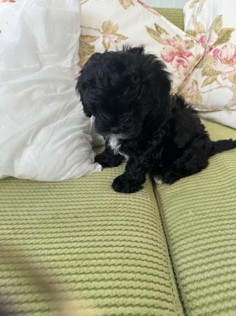 Image 10 of Shihpoo puppy 1 boy left, loving home wanted now sold