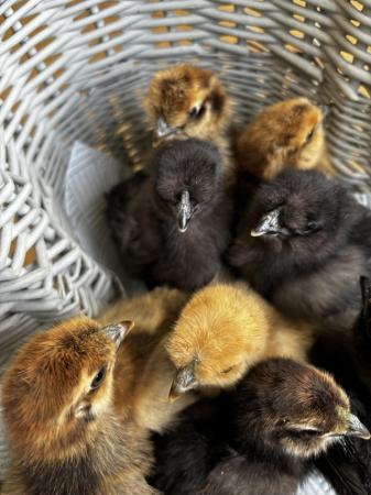Image 1 of Silkie chicks for sale - 7 and 4 weeks old broods.
