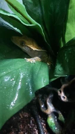Image 5 of Pinstripe crested gecko £50 ono