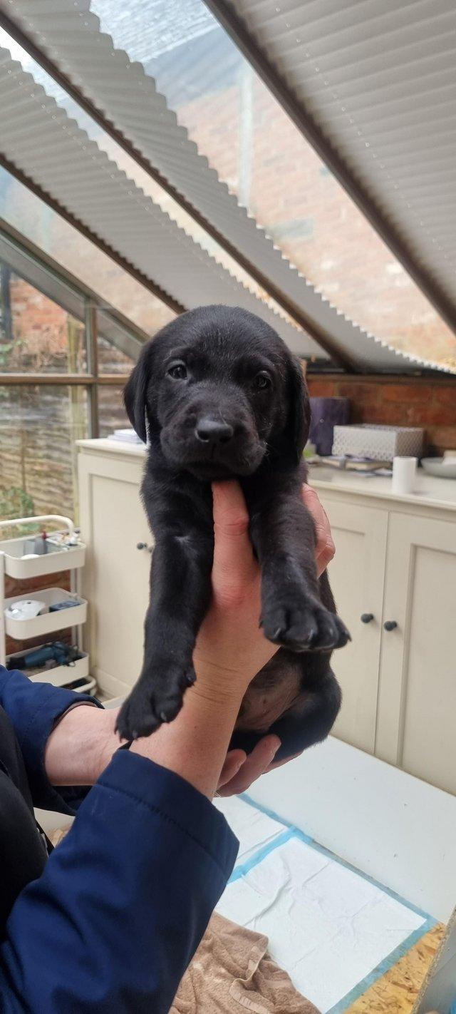 Preview of the first image of 10 beautiful KC regLabrador puppies.
