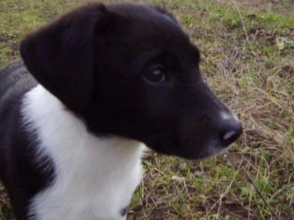 Image 1 of Puppy wanted Lab x rough collie