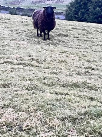 Image 2 of 6 Castrated male Shetland Sheep for Sale