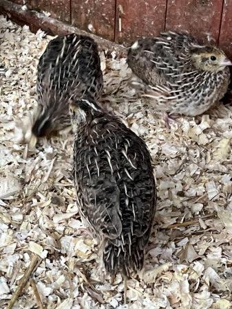 Image 4 of Quail eggs for hatching fertilised  Chinese painted /japanes