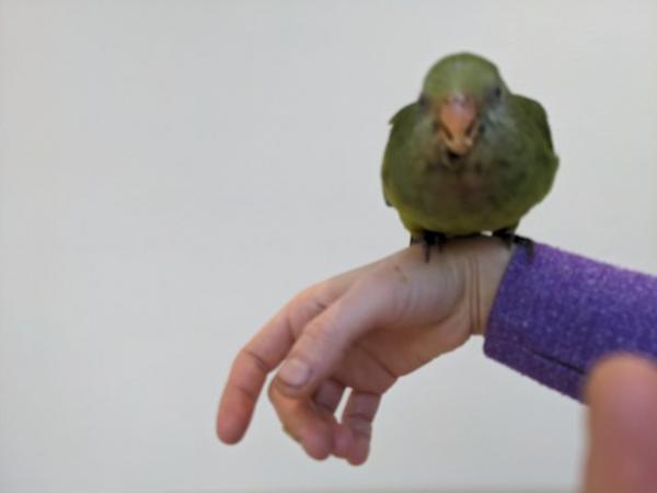 Image 5 of Hand reared talking Australian Superb parrot