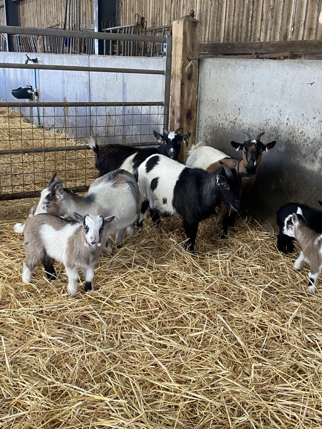 Preview of the first image of Pygmy goats for sale from pedigree registered parents.