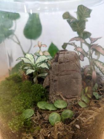 Image 2 of Glass Jar Terrarium with Fittonias Moss and Peperomia