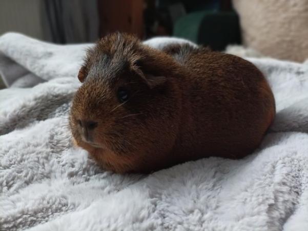 Image 6 of One year old guinea pig girl