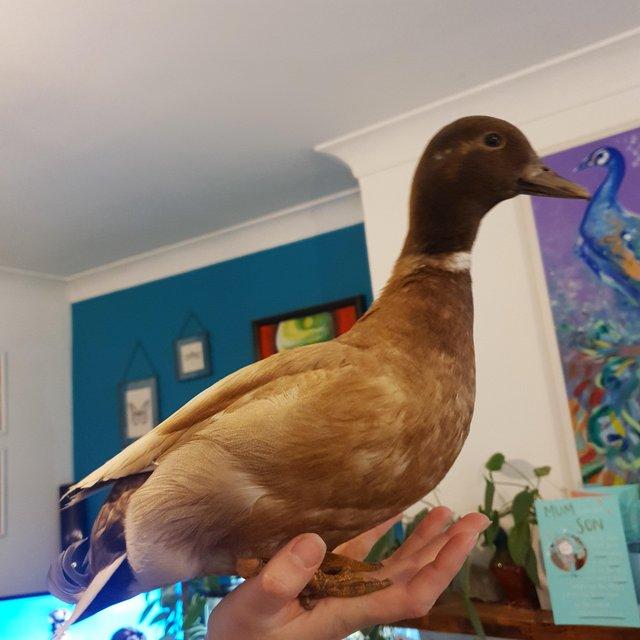 Preview of the first image of Young Call Duck Drake Pet Quality.