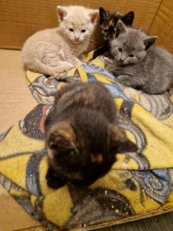 Image 15 of Mixed litter of kittens