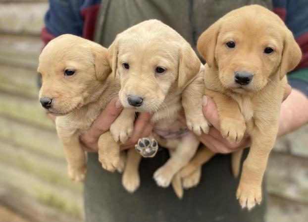 Image 3 of Yellow/dark yellow lab pups