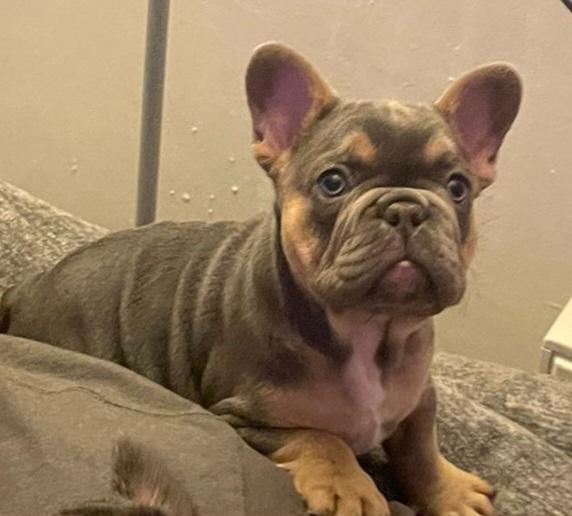 Preview of the first image of Lilac and tan 10 weeks old frenchbulldog.