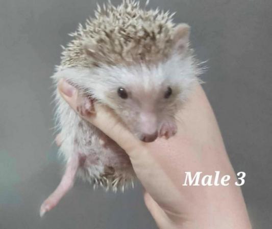 Image 3 of Three Male Pygmy Hedgehogs