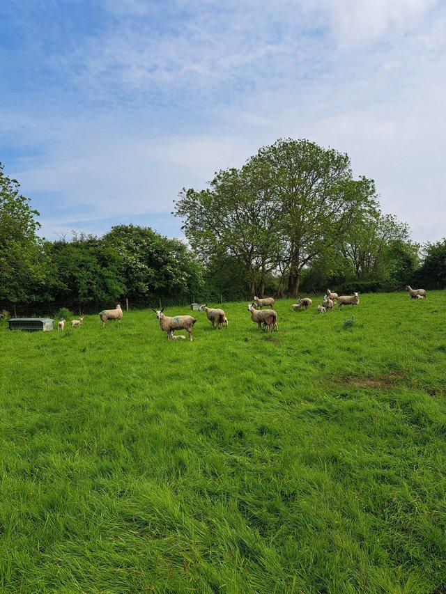 Preview of the first image of Blue faced leicester ewes with lambs at foot.