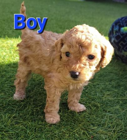 Image 1 of 4 Beautiful Red Poodle Puppies