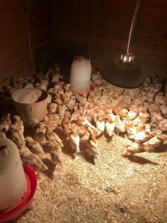Image 2 of 11 Week Old Bovan Vaccinated Pullets For Sale