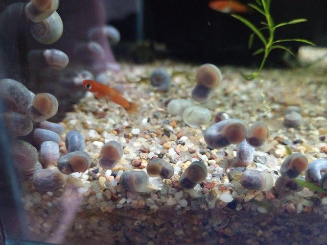 Preview of the first image of Blue ramshorn snails 50p each.
