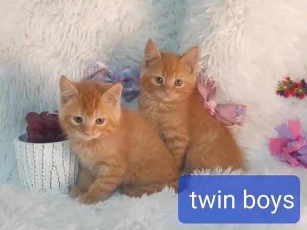 Image 1 of Maincoon x British stunning kittens very fluffy ready now