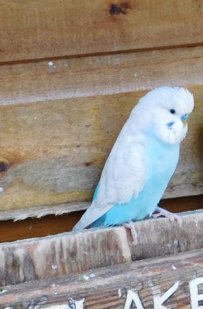 Image 21 of Budgies For Sale. Ideal Pets (Friendly) + Suit for Aviaries