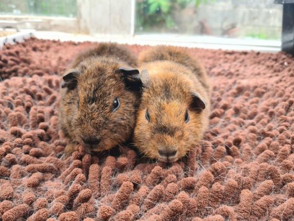 Image 1 of Pair of purebred teddy guinea pig babies