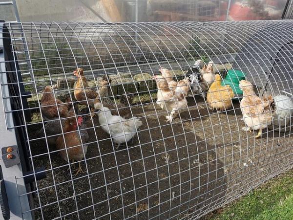 Image 2 of PURE BREED HENS, SALMON FAVEROLLE'S, ORPINGTON'S, CHICKENS