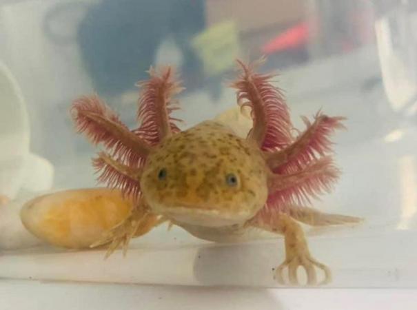 Image 5 of Axolotl babies- variety of different morphs