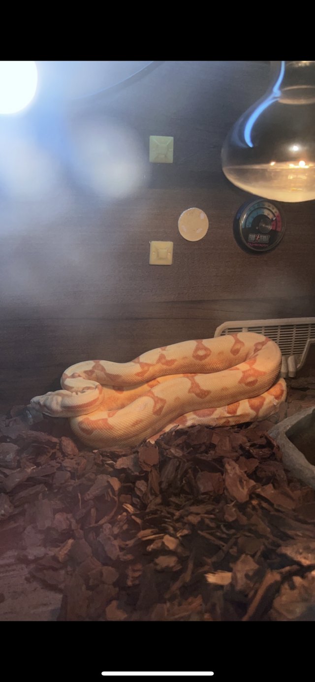 Preview of the first image of Sun Glow Dwarf Boa Constrictor.