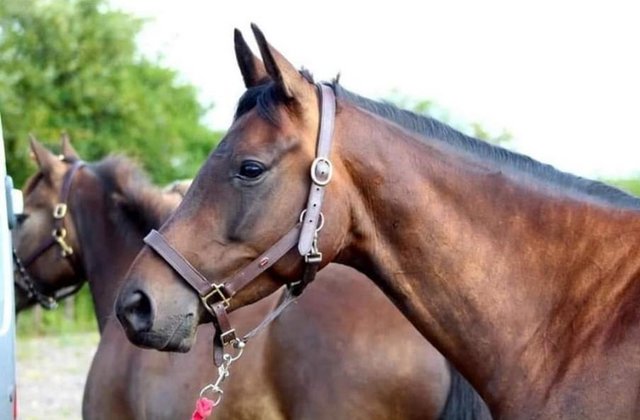 Preview of the first image of Sharer wanted for 16.1hh TB.