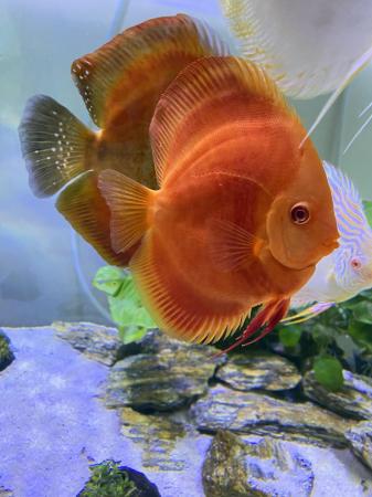 Image 5 of Chens discus all large ones ( some free )