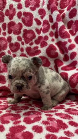 Image 3 of French bulldog puppies 7 weeks old