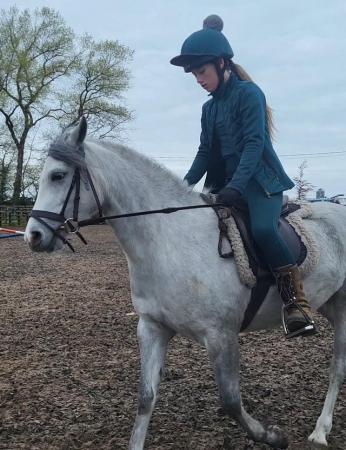 Image 1 of Welsh b 4 years old grey mare backed and riding away
