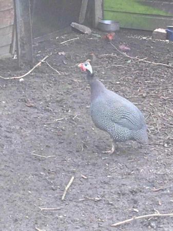 Image 1 of Wanted, one or more female Guinea fowl