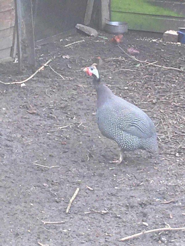 Preview of the first image of Wanted, one or more female Guinea fowl.