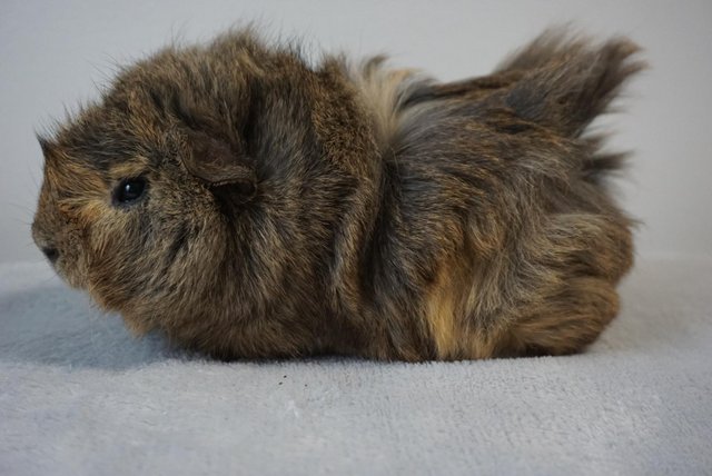 Image 6 of Ready now, male guinea pig