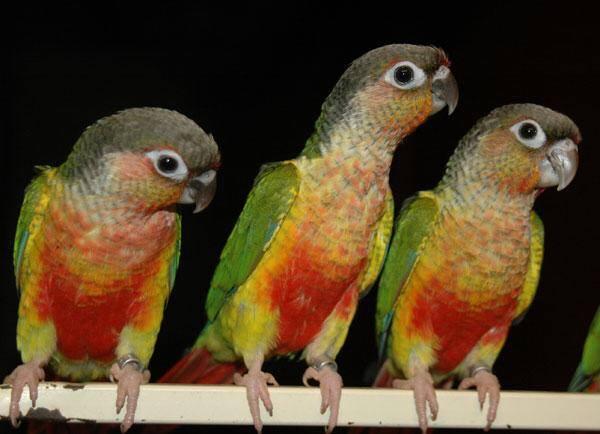 Image 5 of WARRINGTON PETS & EXOTICS BIRD PRICE LIST NEW