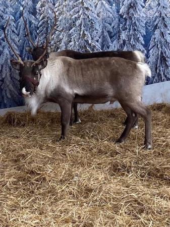 Image 1 of Two Male Reindeer for Sale