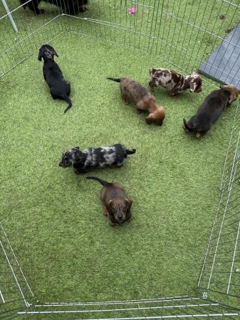Image 14 of Beautiful miniature dachshund puppies