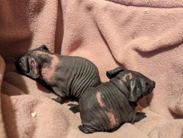 Image 5 of Skinny pigs baby boars ready for new owners