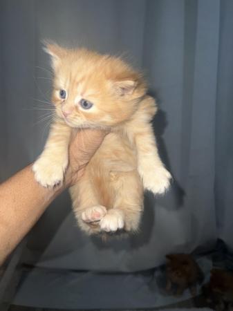 Image 2 of Rare ginger female kittens