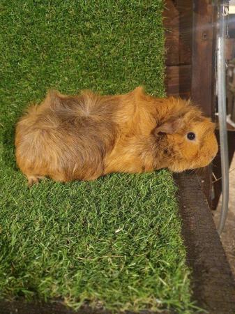 Image 24 of Guinea pigs males and females