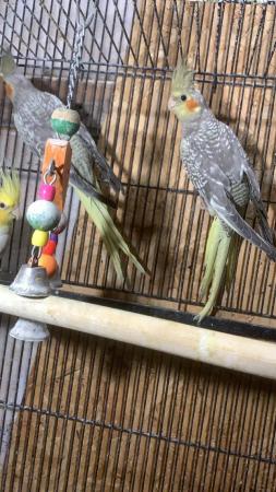 Image 2 of Beautiful pearl and grey cockatiels